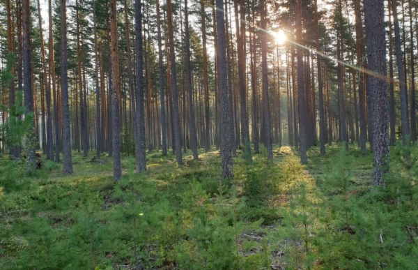 Natuur landschap Zweden